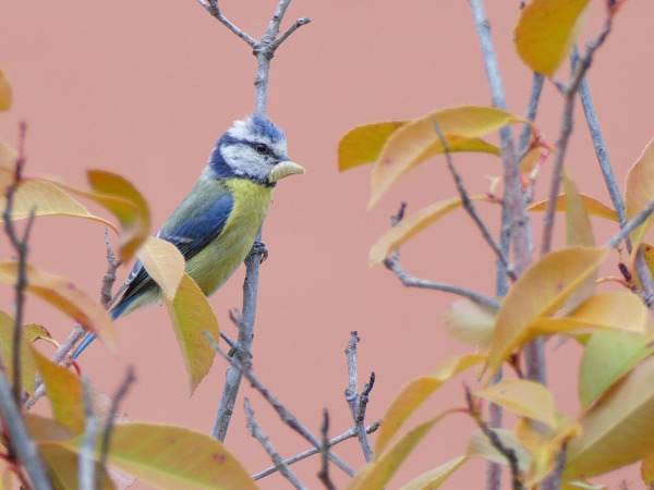 Mésange bleue (Cyanistes caeruleus) © Lachèvre